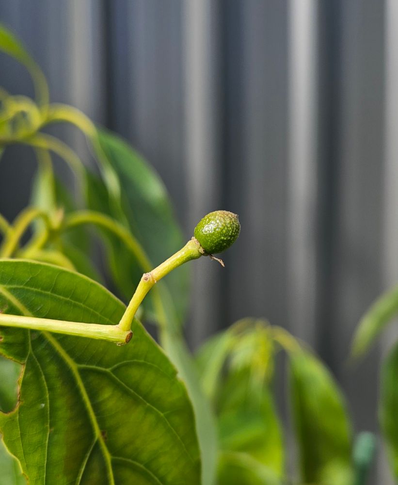 Teeny tiny avocado on small tree.