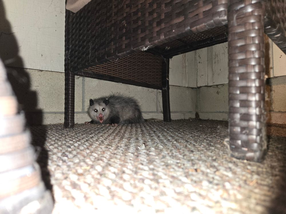 Possum, screaming under a table