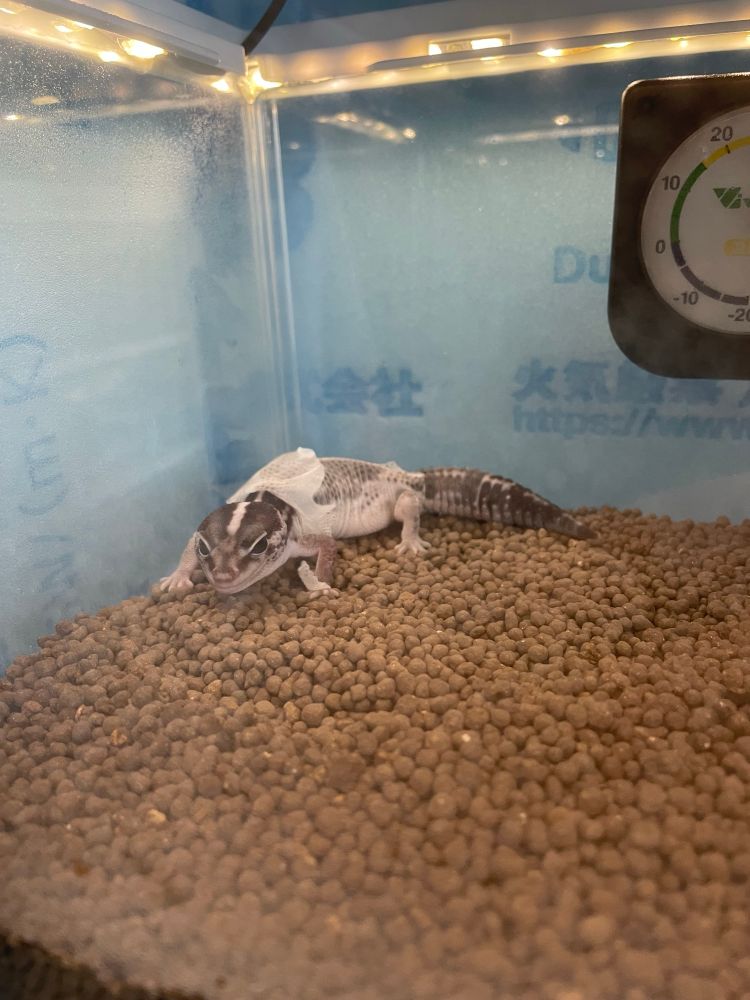 脱皮をがんばるニシアフリカトカゲモドキ