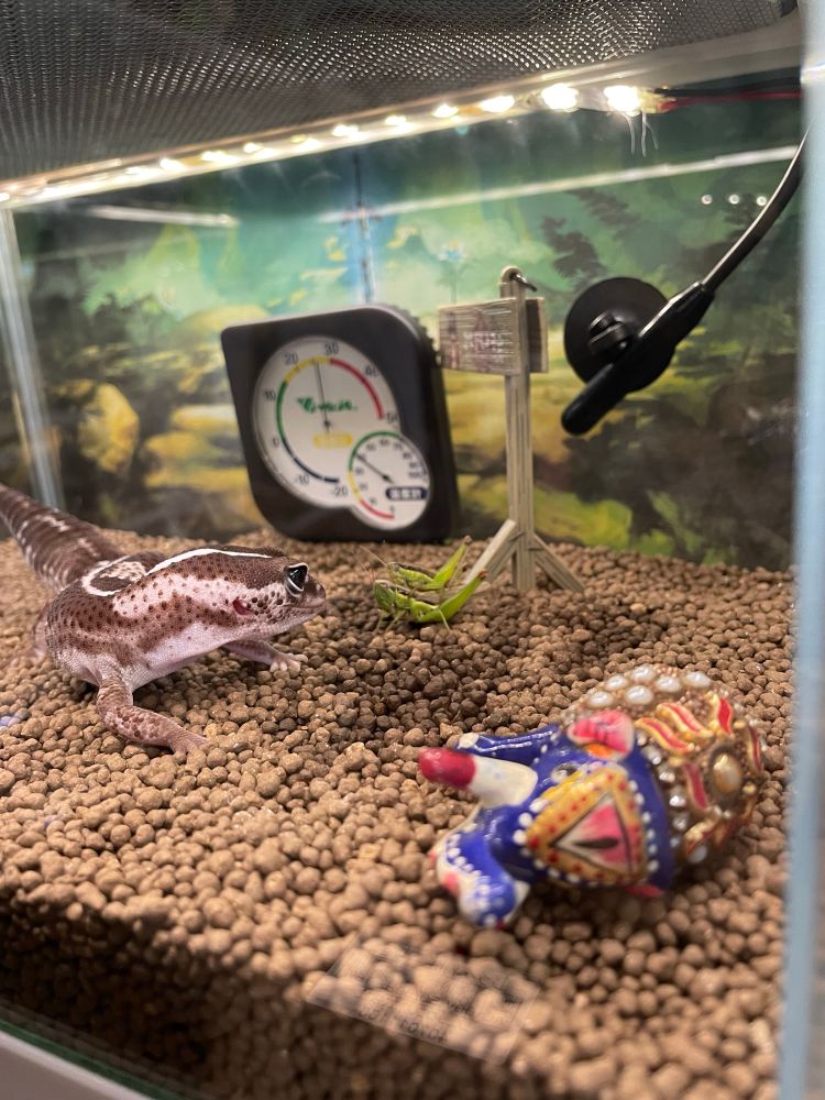 メスに乗って交尾後の防御行動をとるオスのバッタ。それを見つめるニシアフリカトカゲモドキ