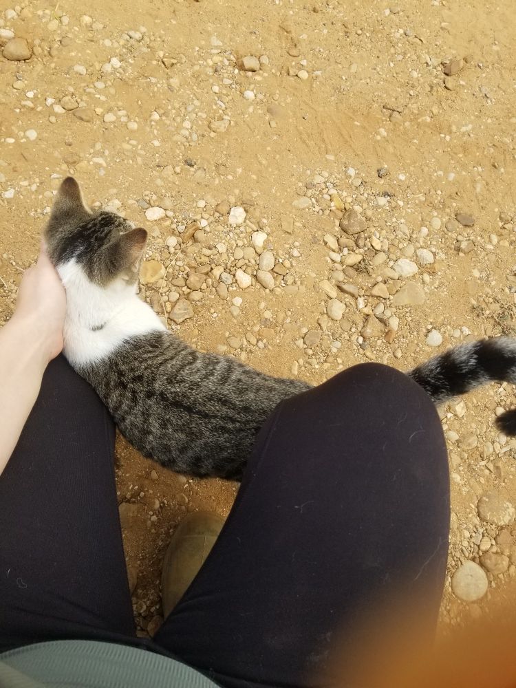 An outdoor grey tabby cat being pet 