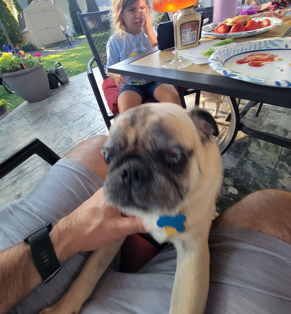 Other pug is hungry 