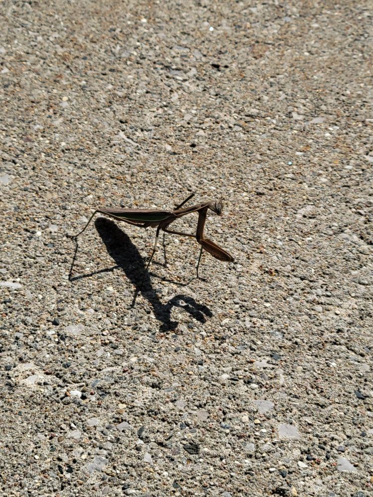 Big mantis side view