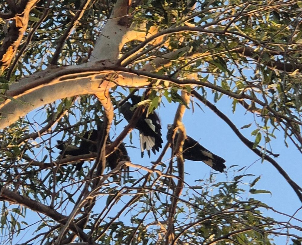 3 large cockatoos sit in a gum tree. They are black with a wide white band across the tail, shown off by the middle bird who has fanned it.
The pale trunk of the tree glows with a warm sunrise, and the sky is pale blue behind 