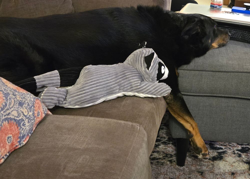 My dog, Babs, lays on a couch with her head settled across an ottoman. Her right front leg is entirely hanging in midair. 