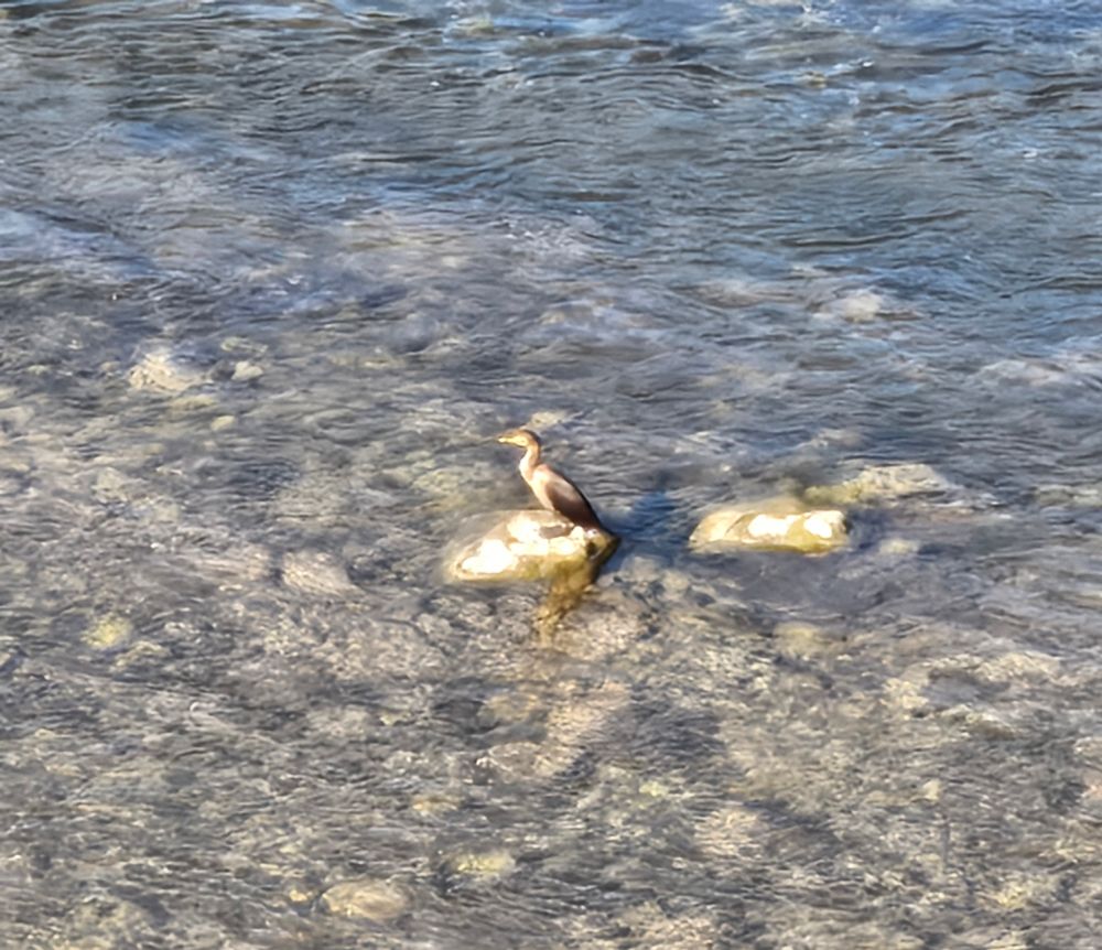 A picture of what I believe is a Heron standing on a rock in the Grand River