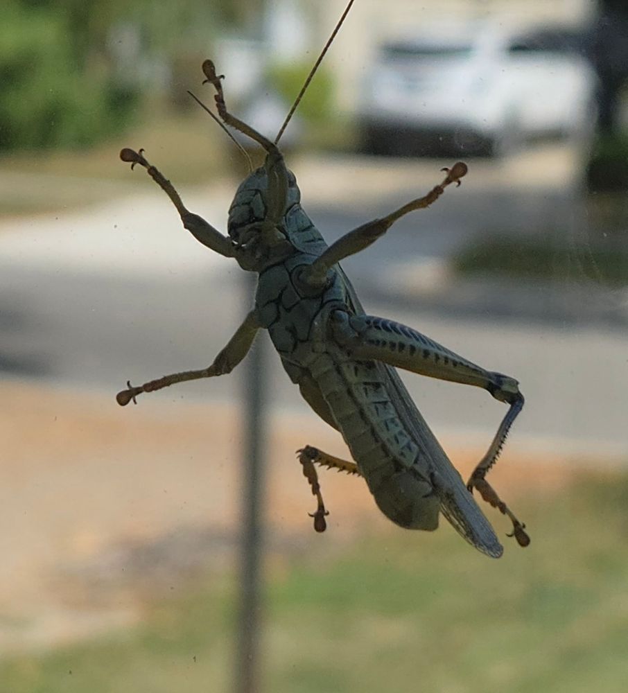 Grasshopper