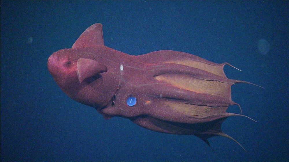 a picture of a vampire squid (Vampyroteuthis infernalis). they are the only known surviving member of their order. despite their name, they are closer related to octopuses then squid. these guys are found in the open ocean deepwaters