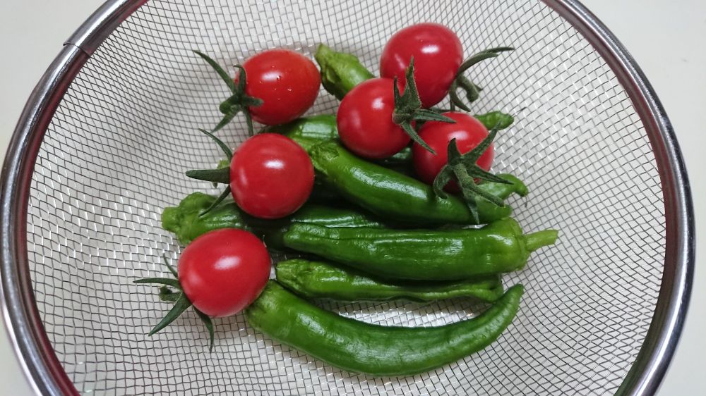 庭で採れたプチトマトとシシトウ。