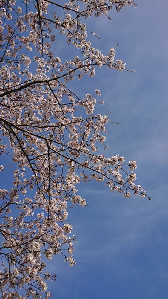 見上げて撮った写真。薄く雲がある晴れた空と桜がある。