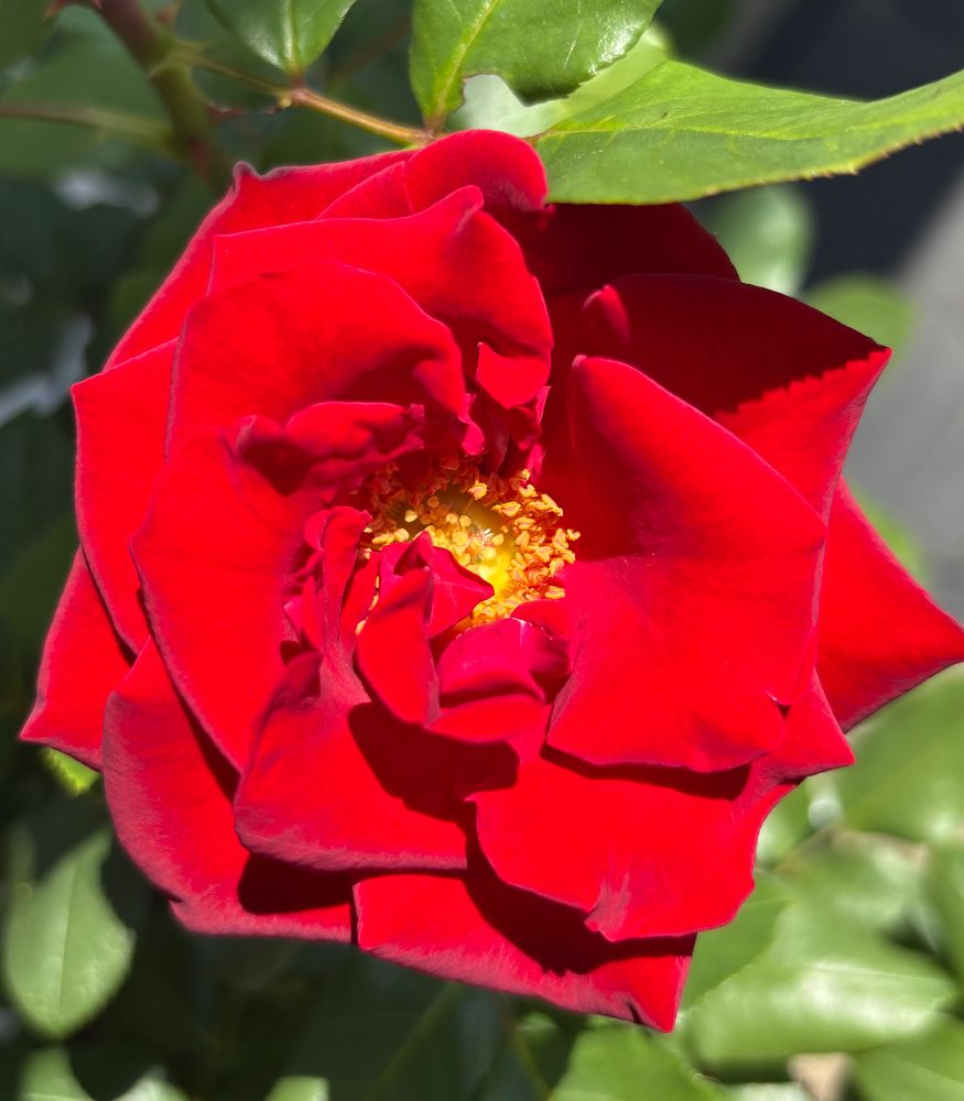 Rose bloom