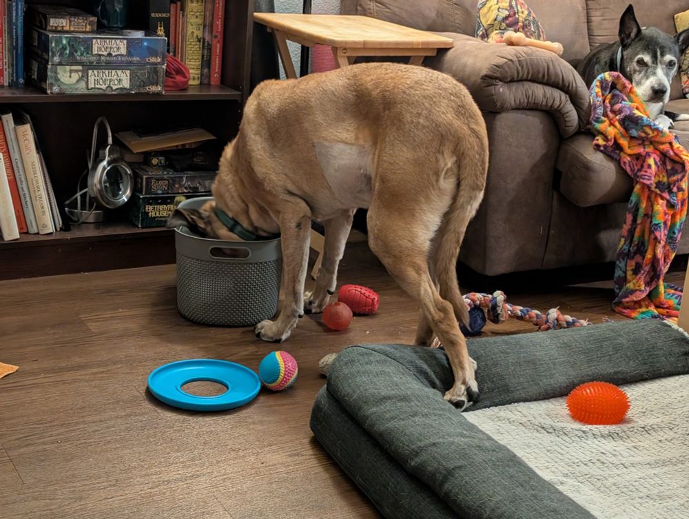 A large brown dog sticking his head in a gray basket. A black and white dig on a brown couch with rainbow blankets and pillows watches. There are dog toys scattered around the floor.
