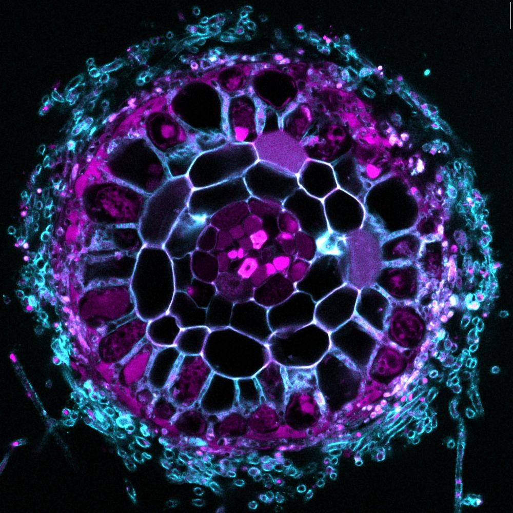 ECM colonised root cross section. Photo credit Tess McBride