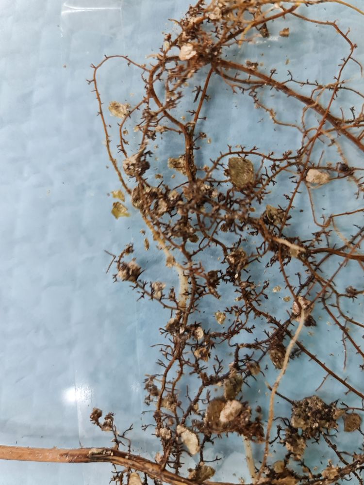 Mycorrhizal roots
