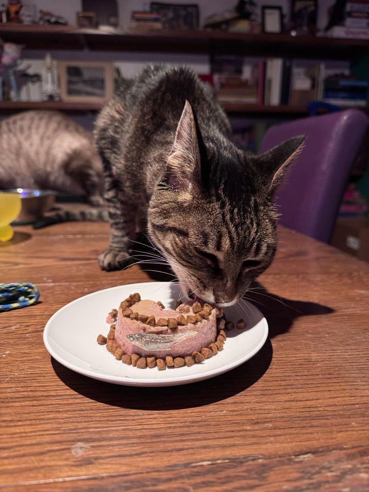 Malcom (a brown tabby) leans down and eats his cake (the pate puck is half gone but you can still tell it was accented with dry cat food and the little minnow stuck to the front is facing the camera)