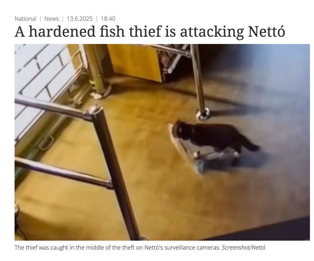 The english translation of an originally Icelandic news article. It is labeled

National | News | 13.6.2025 | 18:40
A hardened fish thief is attacking Nettó

The photo is a blurry surveillance picture of a black cat with white paws walking toward a door with a package in its mouth

The caption says: the thief was caught in the middle of the theft on Nettó's surveillance cameras (screenshot/Nettó)