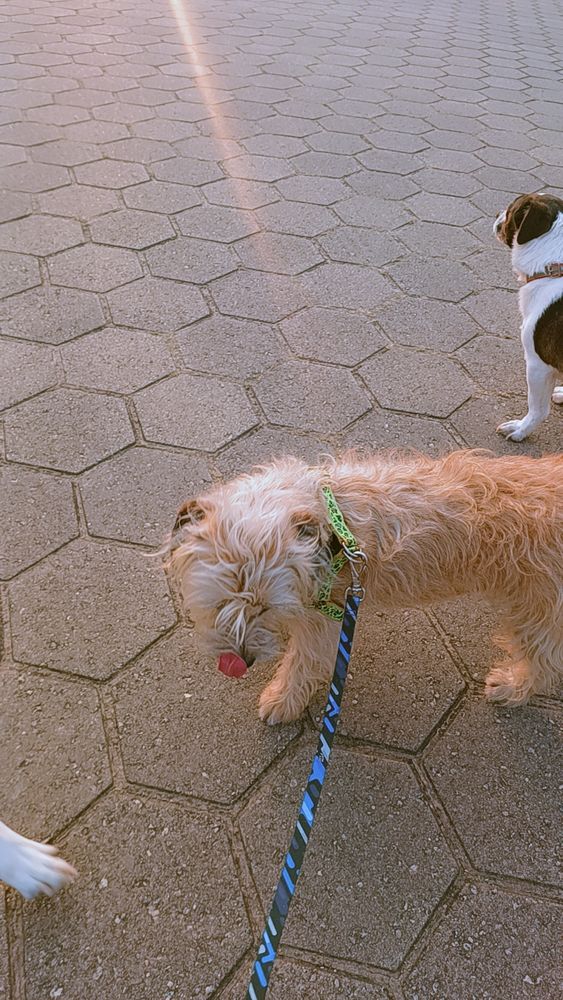 Cachorro caramelo com os olhos para baixa e língua para fora