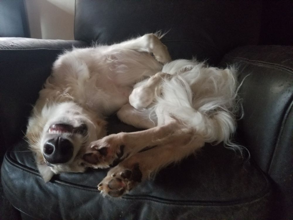 a borzoi in a leather armchair, looking like she was dropped onto it from a passing aircraft