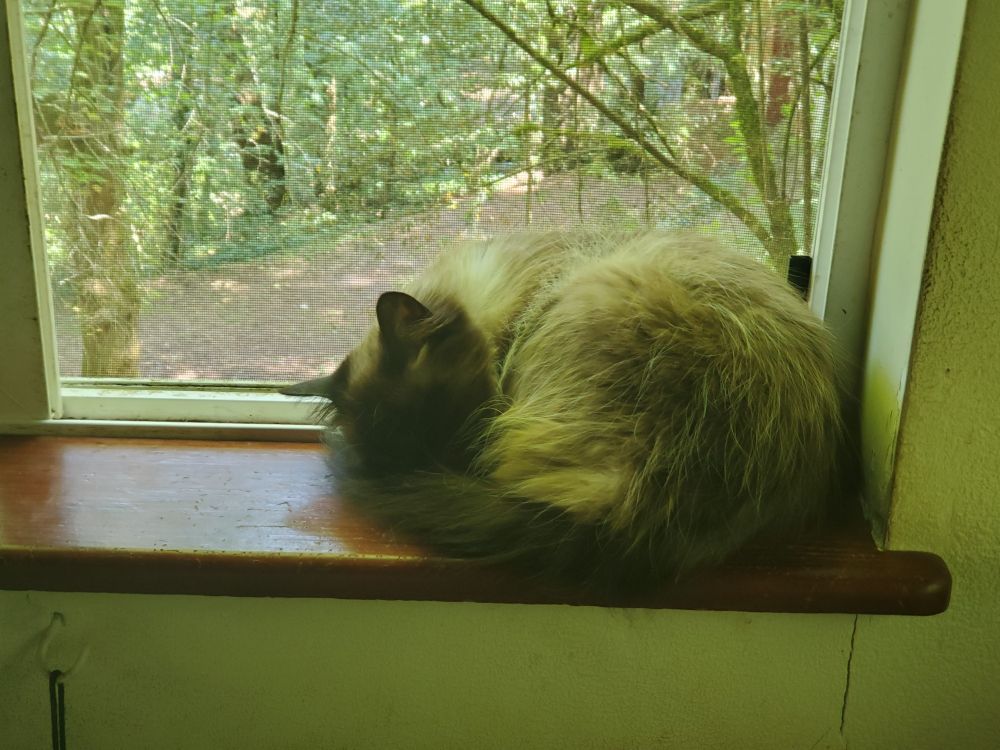asleep on her favorite windowsill, awash in green forest light