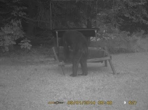 a skinny bear standing up on its hind legs, rummaging through a picnic area