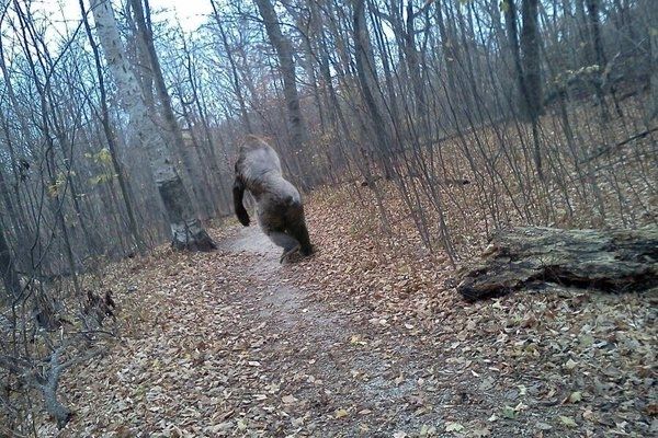 Бигфут монстр животное