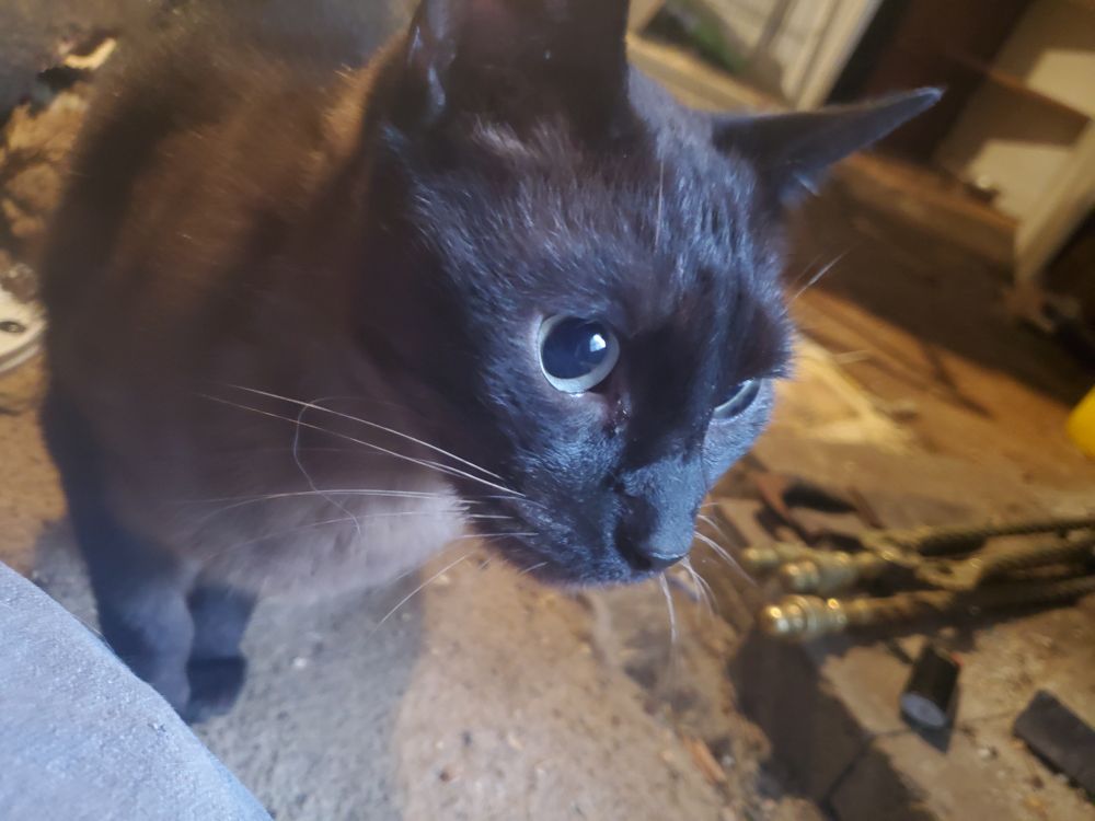 dark colorpoint with wide celadon eyes, standing on the fireplace tools