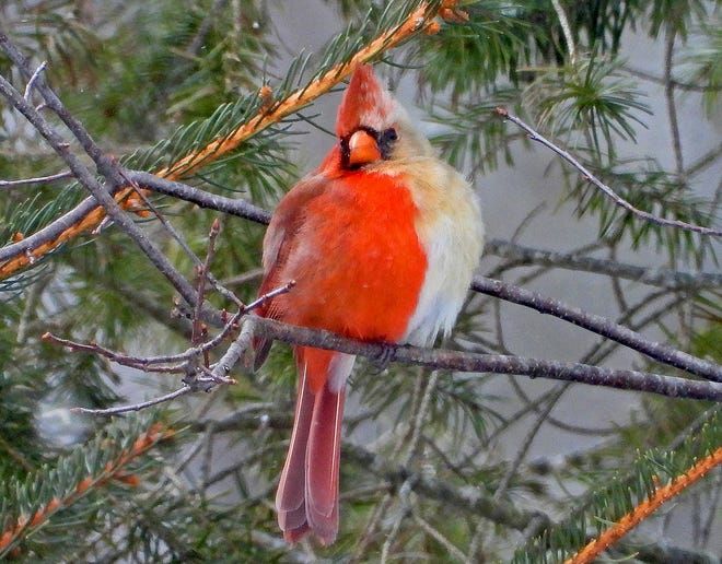 bilateral gynandromorph cardinal, with red feathers on one side and grey-brown feathers on the other