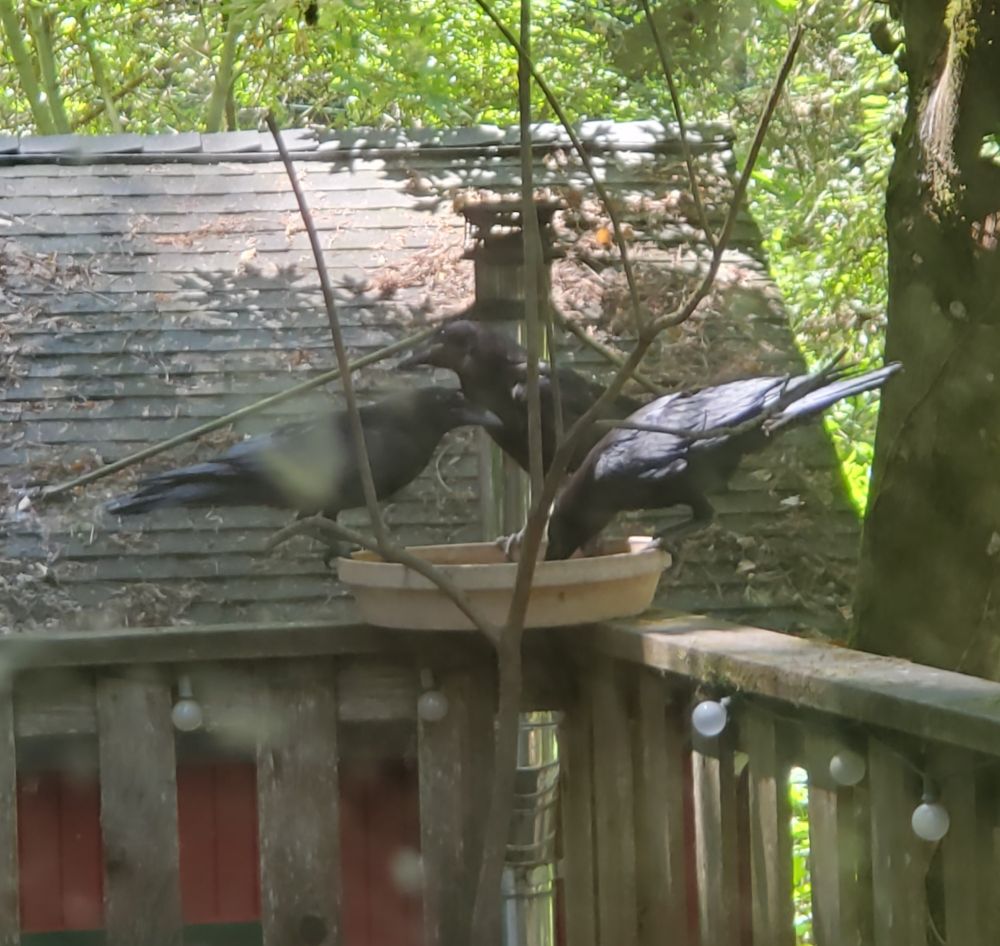 three raven kids loitering in my bird bath, looking for crimes to do