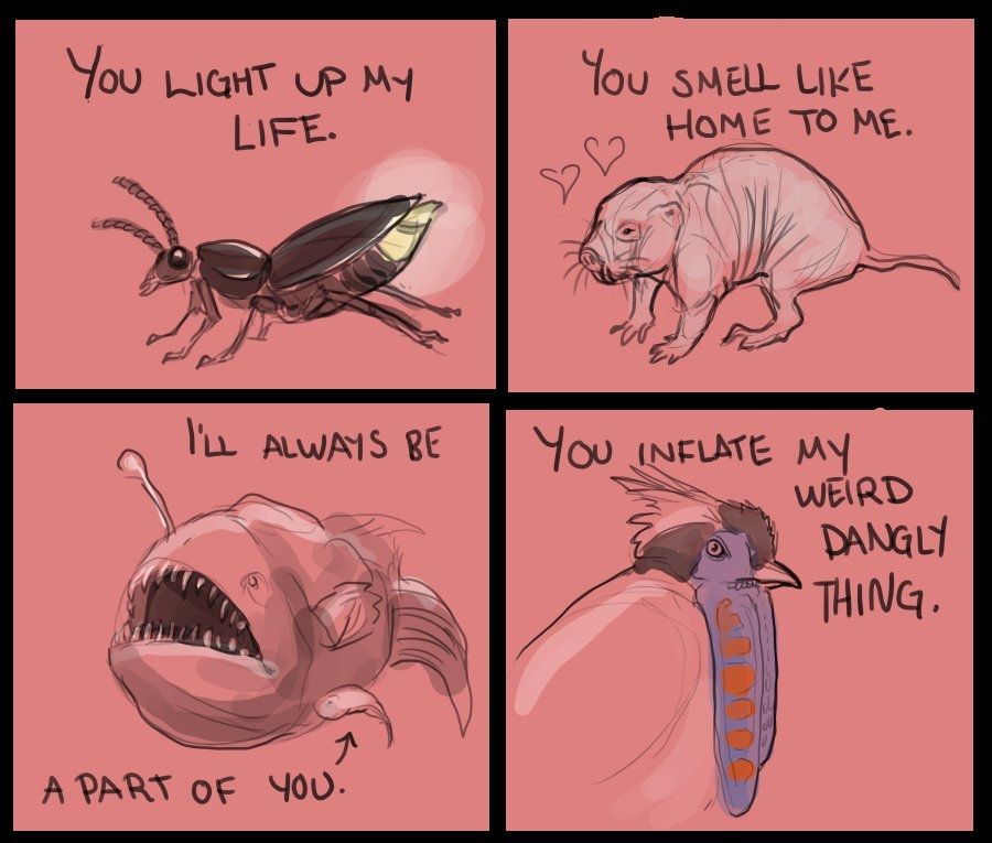 four colored sketches on pink backgrounds: a male firefly captioned "you light up my life", a naked mole rat captioned "you smell like home to me", a mating pair of anglerfish captioned "I'll always be a part of you", and a tragopan captioned "you inflate my weird dangly thing"
