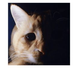 A photo of a sad-looking cat in dramatic lighting.