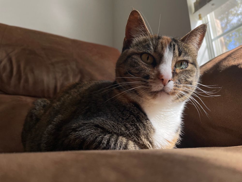 My calico torbie cat, Bonita, sitting on a recliner with the sun shining down on her.