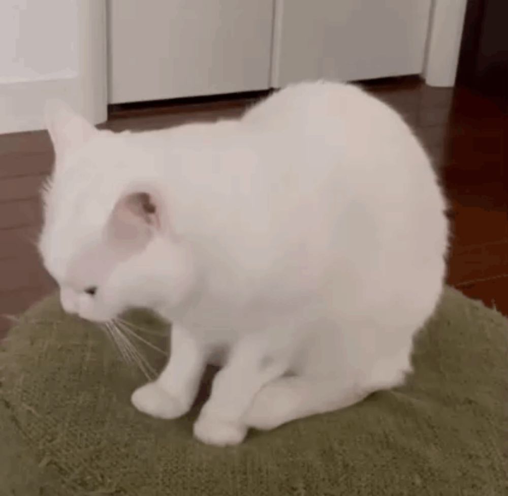 a white cat is sitting on a green pillow on a rug .