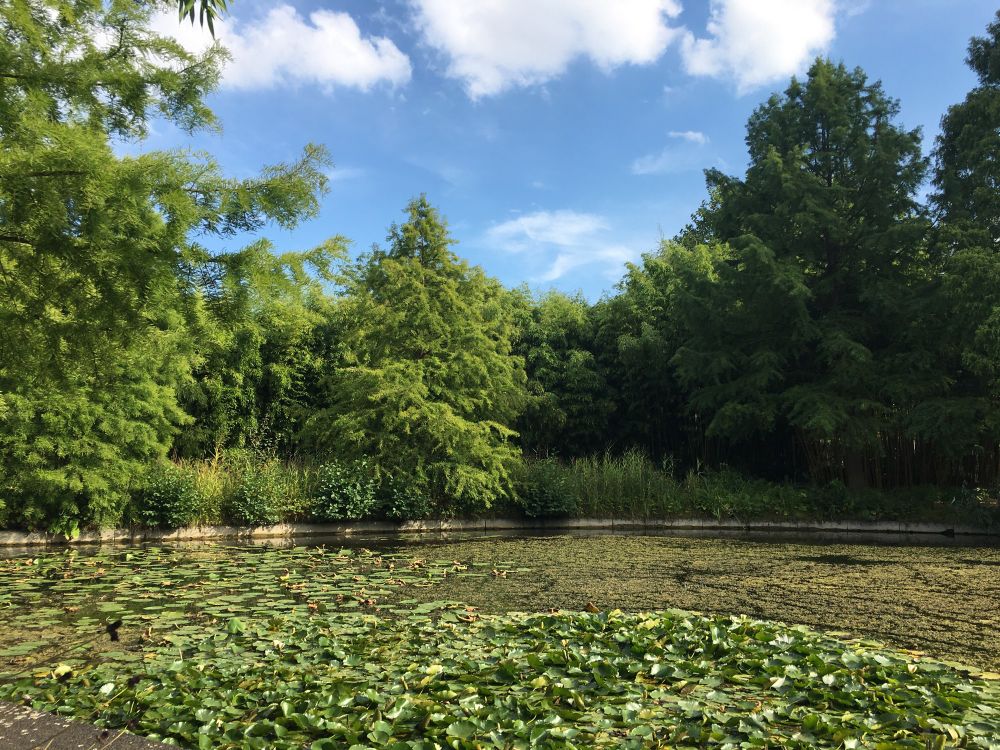 Seerosenteich, Bambuswald, heiterer Himmel 