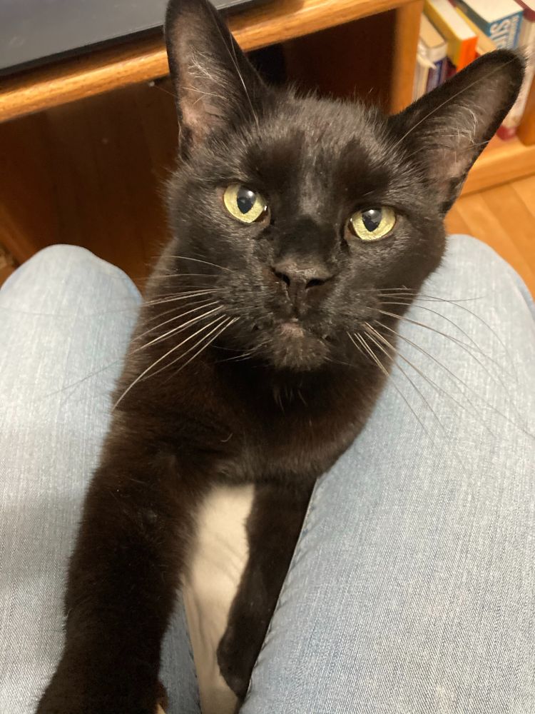 Handsome black cat is staring into the camera.