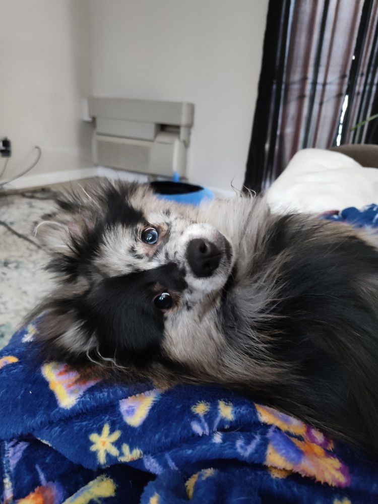 A Pomeranian laying on his owner's lap. His owner has a purple blanket with yellow, light purple, and pink flowers and moths. He is laying across her lap with his head turned looking at his owner. His ears are perked and his expression seems both loving and interested. He has heterochromia and a split colored face. The right side if his face is black, while the left side is white with black spots. His right eye is a dark brown, while his left eye is a vivid blue.