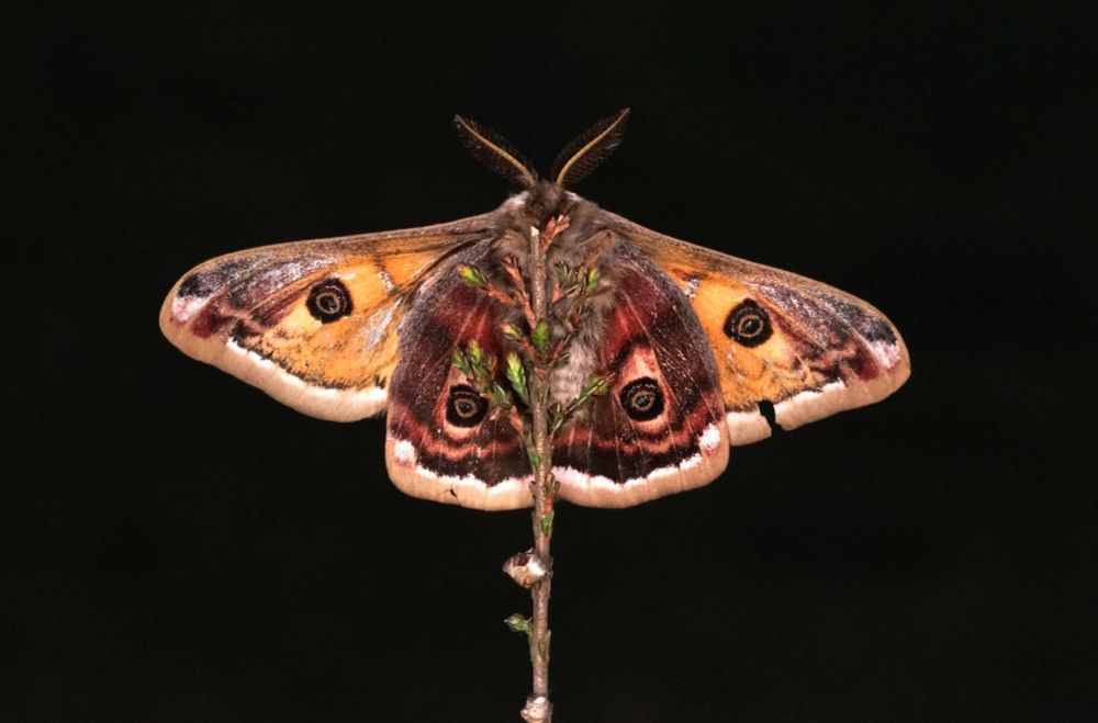 Man Nachtpauwoog, de onderzijde.  Deze is gelokt met feromonen, zijn altijd mannen die daar op afkomen.