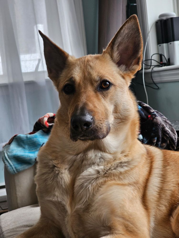 A tawny chinook dog (Cassie) lying on a couch with her head raised and staring at the camera. Her ears are up, and her eyes are round.