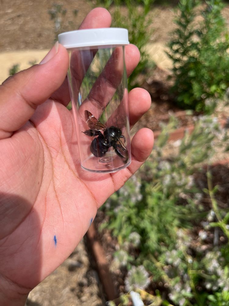 a large, black bee is contained in a snap cap vial that skye is holding. you can see vegetation in the background of the photo.
