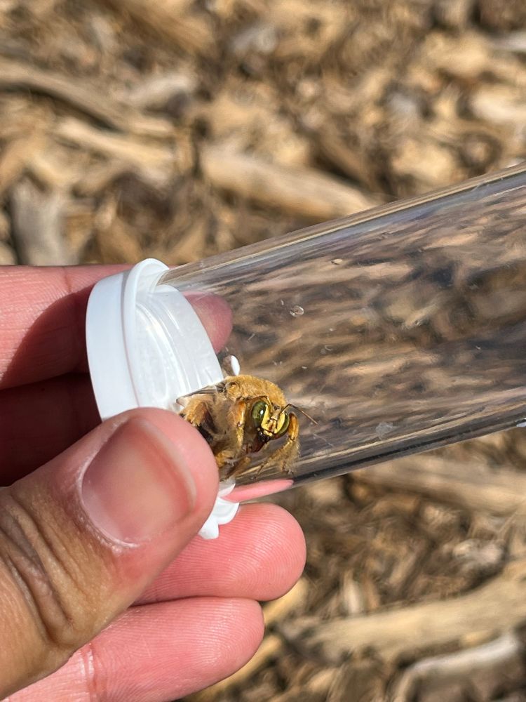 Skye is holding a snap cap vial with an orange bee inside it. the bee is looking at the camera