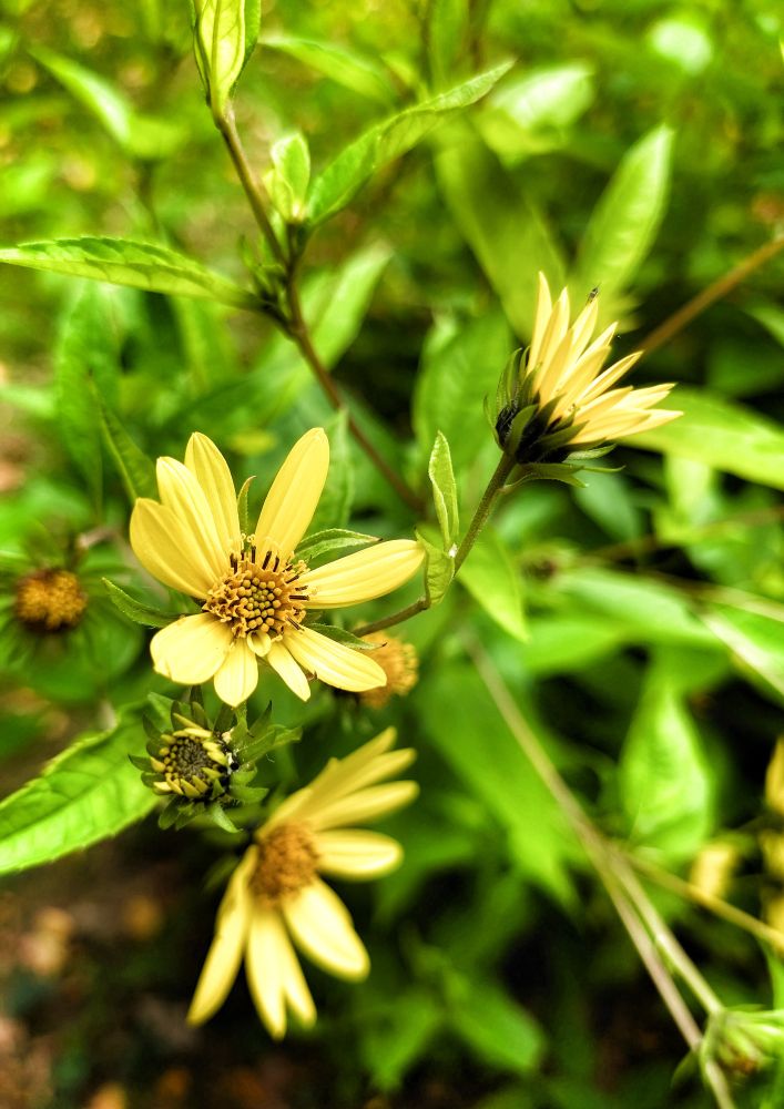 Blossoms with yellow petals