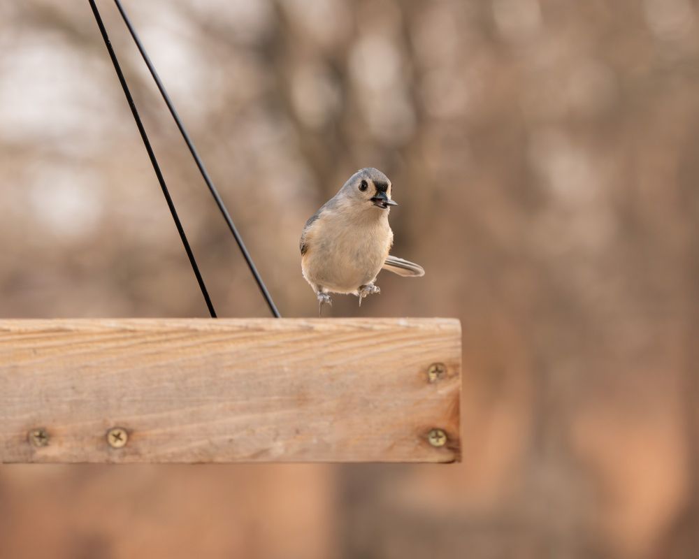 An image of a tufted titmouse jumping in the air in a tray feeder