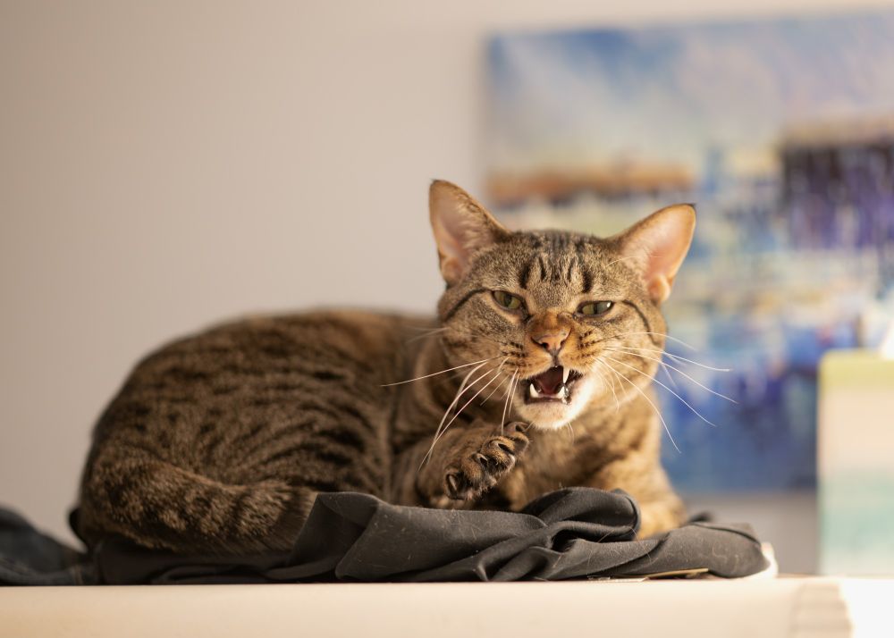 Picture of a cat partially yawning with a snarl and their paw outstretched 