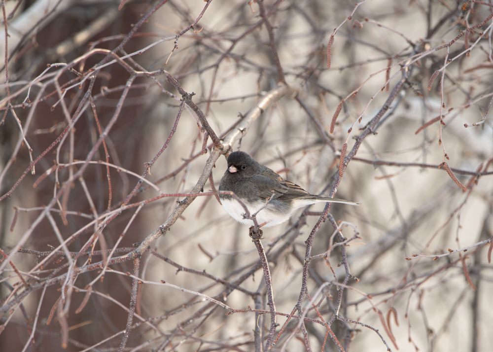 A dark eyed junco sitting on a branch surrounded by other branches