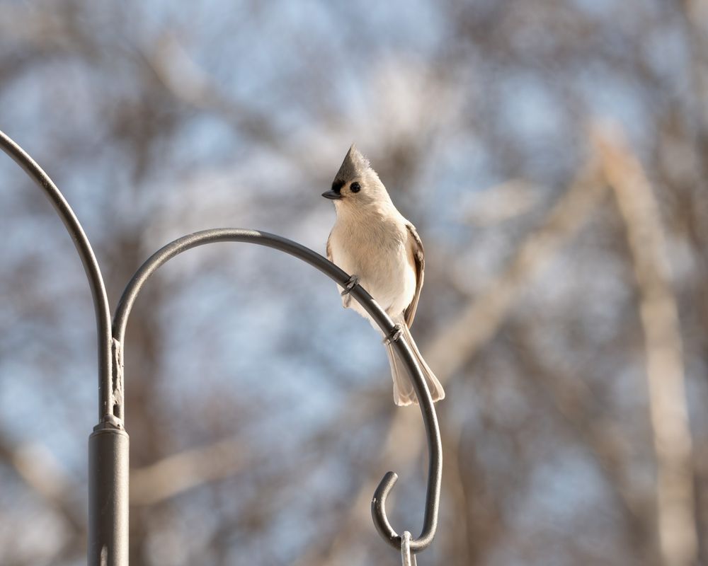 A picture of a tufted titmouse sitting on a shepherds hook in dramatic lighting