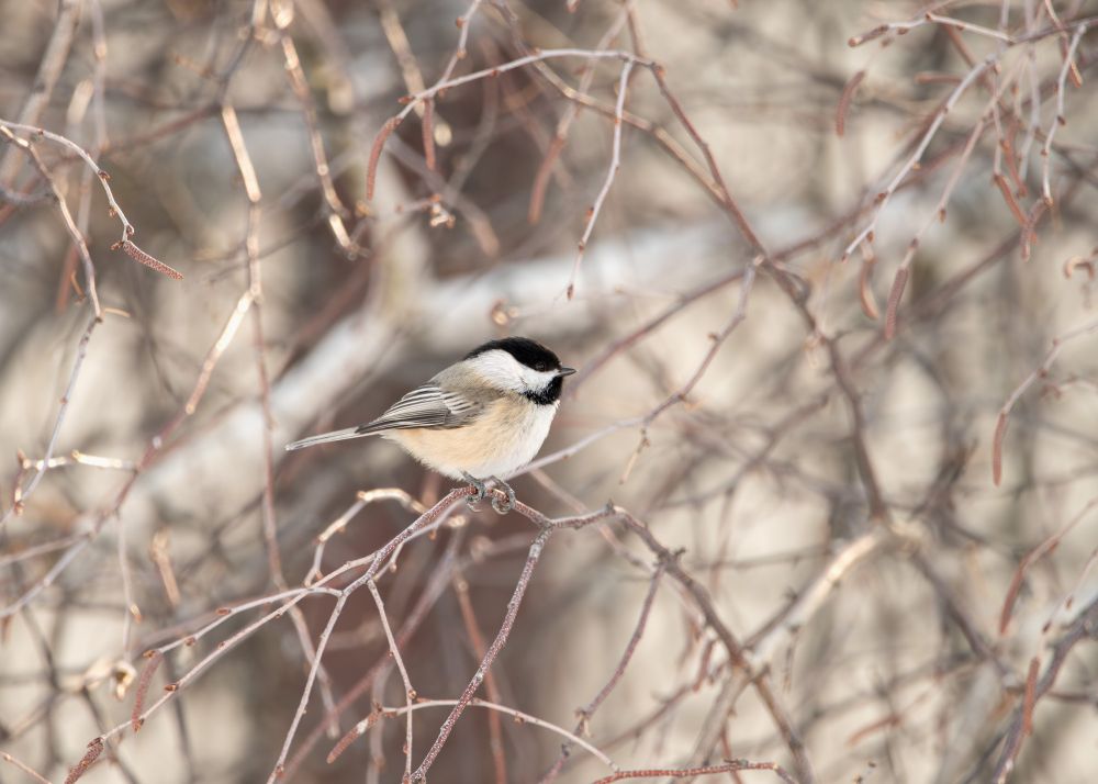 A black capped chickadee sitting on a branch surrounded by branches 