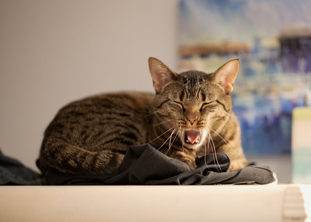 Picture of a cat yawning 