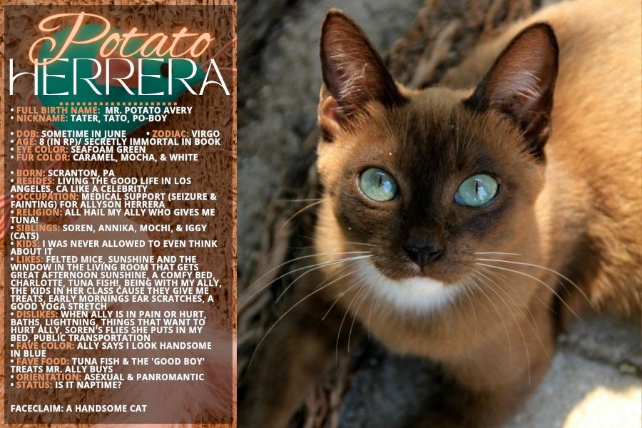 Character bio card for Potato Herrera:
• FULL BIRTH NAME:  Mr. Potato Avery
• NICKNAME: Tater, Tato, Po-Boy

• DOB: Sometime in June        
• ZODIAC: Virgo
• AGE: 8 (In RP)/ Secretly Immortal in Book                               
• EYE COLOR: Seafoam Green    
• FUR COLOR: Caramel, Mocha, & White         

• BORN: Scranton, PA
• RESIDES: Living the good life in Los Angeles, CA Like A Celebrity
• OCCUPATION: Medical Support (Seizure & fainting) for Allyson Herrera
• RELIGION: All hail My Ally who gives me tuna!
• SIBLINGS: Soren, Annika, Mochi, & Iggy (Cats)
• KIDS: I was never allowed to even think About it
• LIKES: Felted mice, Sunshine and the window in the living Room that gets great afternoon sunshine, A comfy bed, Charlotte, TUNA FISH!, Being with my Ally, The kids in her class cause they give me treats, Early mornings ear scratches, A good yoga stretch 
• DISLIKES: When Ally is in pain or hurt, Baths, Lightning, Things that want to hurt Ally, Soren's flies she puts in my bed, Public transportation
• FAVE COLOR: Ally says I look handsome in blue
• FAVE FOOD: Tuna fish & The 'good boy' treats Mr. Ally buys
• ORIENTATION: Asexual & Panromantic 
• STATUS: Is it naptime?


FACECLAIM: A handsome cat