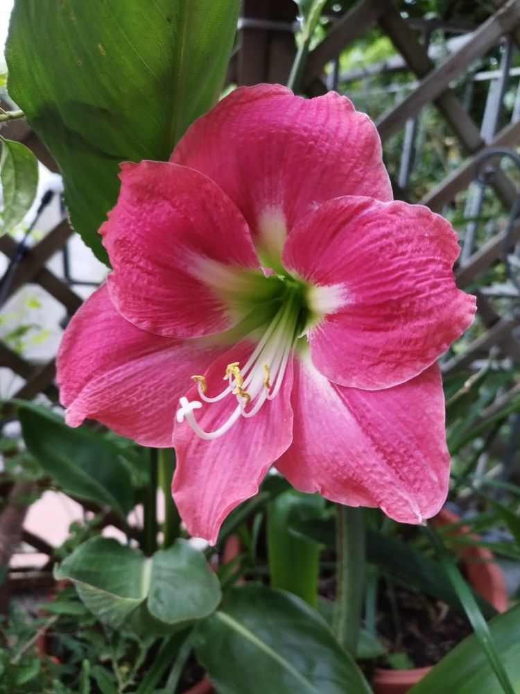 Pink amaryllis. Pretty big flower with no smell but absolutely gorgeous.
