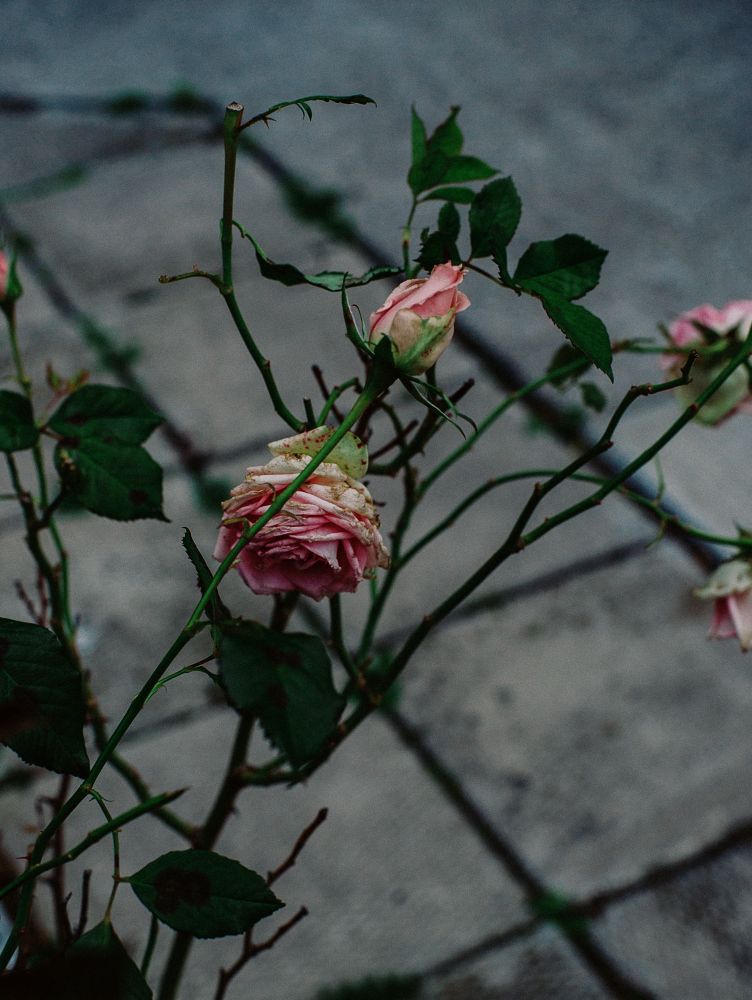 Wilting roses on a rose bush in front of a concrete driveway.