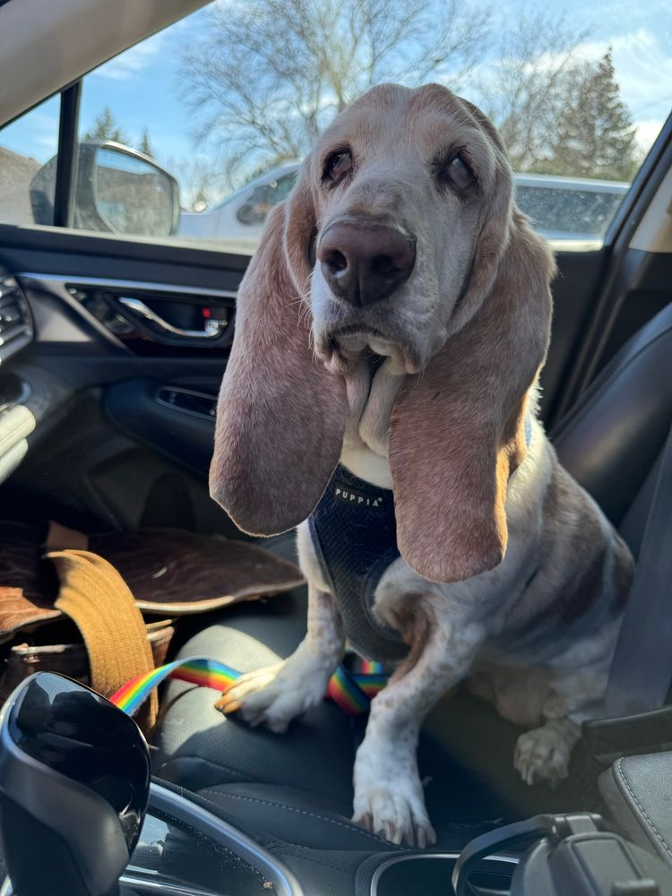 An elderly red and white basset hound sitting in a car, looking adorable. 